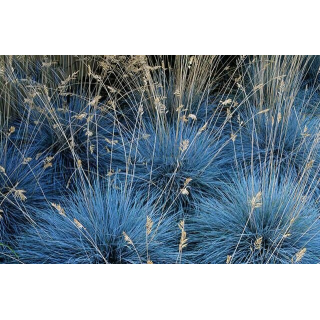 Festuca glauca Elijah Blue - hauteur totale 30-40 cm - pot 2 ltr