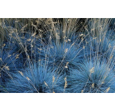 Festuca glauca Elijah Blue - hauteur totale 30-40 cm - pot 2 ltr