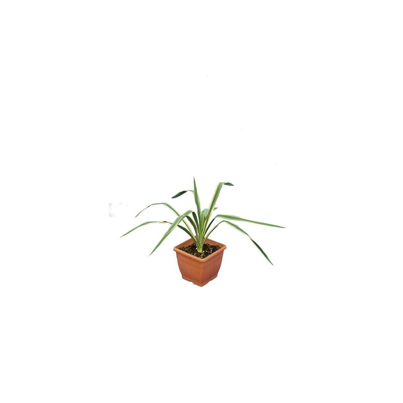 Yucca filamentosa Bright Edge - pot 14 x 14 cm