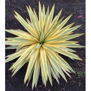 Yucca filamentosa Bright Edge - pot 14 x 14 cm