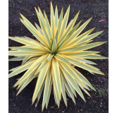 Yucca filamentosa Bright Edge - pot 14 x 14 cm