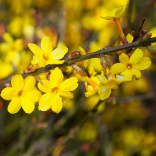 Jasminum nudiflorum 2 ltr