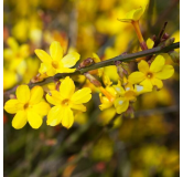 Jasminum nudiflorum 2 ltr