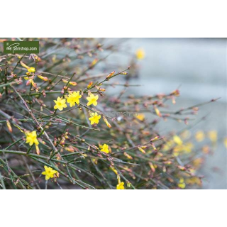 Jasminum nudiflorum 2 ltr