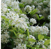 Trachelospermum jasminoides - pot 3 ltr