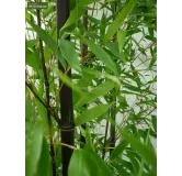 Phyllostachys nigra - pot 5 ltr