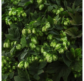 Humulus lupulus - hauteur totale 20-40 cm - pot 2 ltr