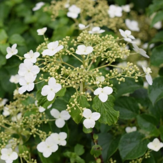 Hydrangea anomala var. petiolaris 2 ltr