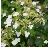 Hydrangea anomala var. petiolaris 2 ltr