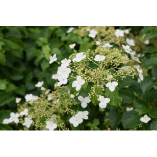 Hydrangea anomala var. petiolaris 2 ltr