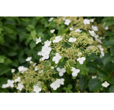 Hydrangea anomala var. petiolaris 2 ltr