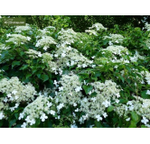 Hydrangea anomala var. petiolaris 2 ltr