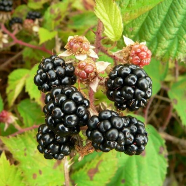 Rubus fruticosus sp. Black Satin 2 ltr pot