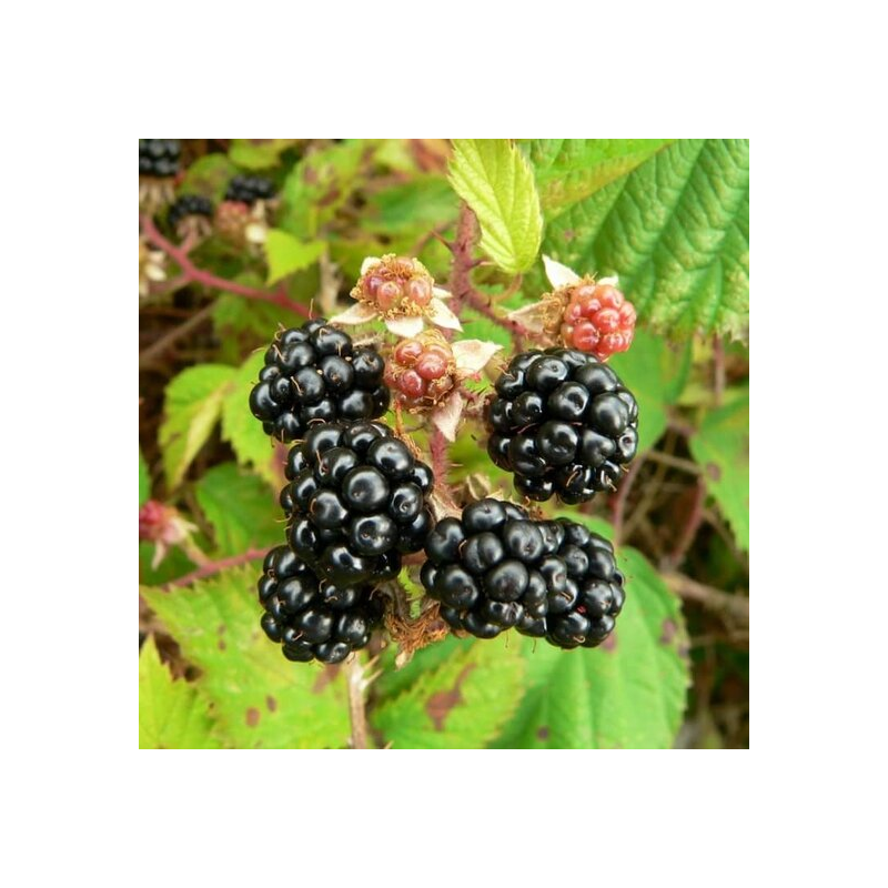 Rubus fruticosus sp. Black Satin 2 ltr pot