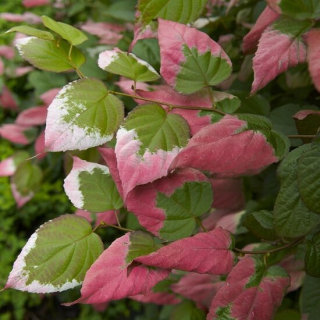 Actinidia kolomikta - pot 2 ltr