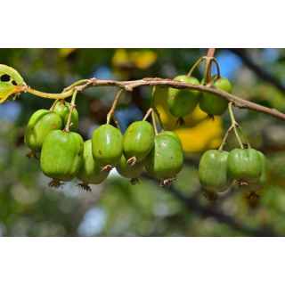 Actinidia kolomikta - pot 2 ltr