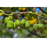 Actinidia kolomikta - pot 2 ltr