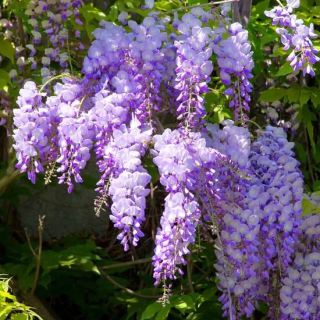 Wisteria sinensis Caroline - 2 ltr pot