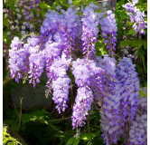 Wisteria sinensis Caroline - 2 ltr pot