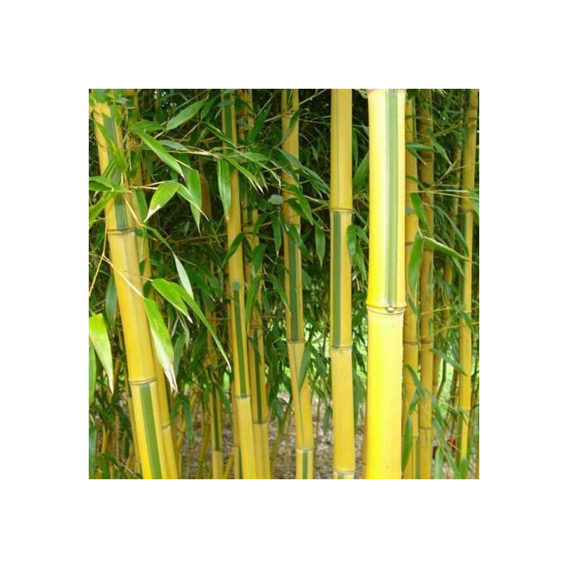 Phyllostachys aureosulcata Spectabilis - hauteur totale170+ cm - pot 5 ltr