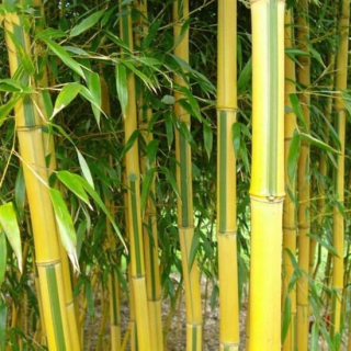 Phyllostachys aureosulcata Spectabilis - hauteur totale170+ cm - pot 5 ltr