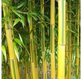 Phyllostachys aureosulcata Spectabilis - hauteur totale170+ cm - pot 5 ltr