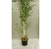 Phyllostachys aureosulcata Spectabilis - hauteur totale170+ cm - pot 5 ltr