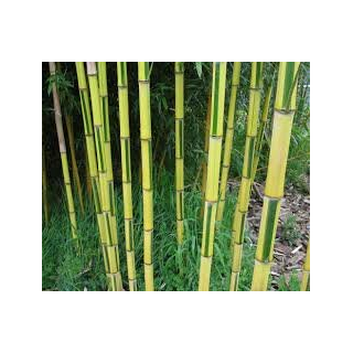 Phyllostachys aureosulcata Spectabilis - hauteur totale170+ cm - pot 5 ltr