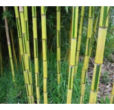 Phyllostachys aureosulcata Spectabilis - hauteur totale170+ cm - pot 5 ltr