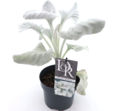 Senecio Angel Wings - pot 2 ltr