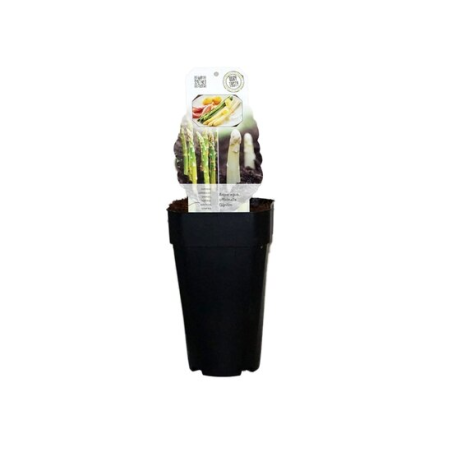 Asparagus officinalis gijnlim - hauteur totale 55-65 cm - pot 2 ltr