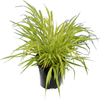 Hakonechloa macra Sunflare - hauteur totale 30-40 cm - pot 2 ltr