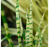 Miscanthus sinensis Gold Breeze - hauteur totale 55-65 cm - pot 2 ltr