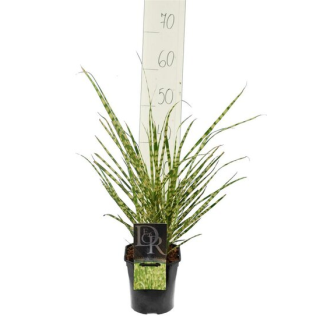 Miscanthus sinensis Gold Breeze - hauteur totale 55-65 cm - pot 2 ltr