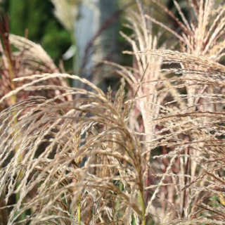 Miscanthus sinensis Pink Cloud - pot 2 ltr