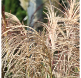 Miscanthus sinensis Pink Cloud - pot 2 ltr