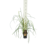 Miscanthus sinensis Pink Cloud - pot 2 ltr