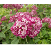 Hydrangea arborescens Ruby Annabelle - pot 3 ltr