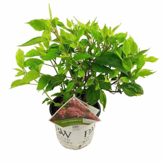 Hydrangea arborescens Ruby Annabelle - pot 3 ltr