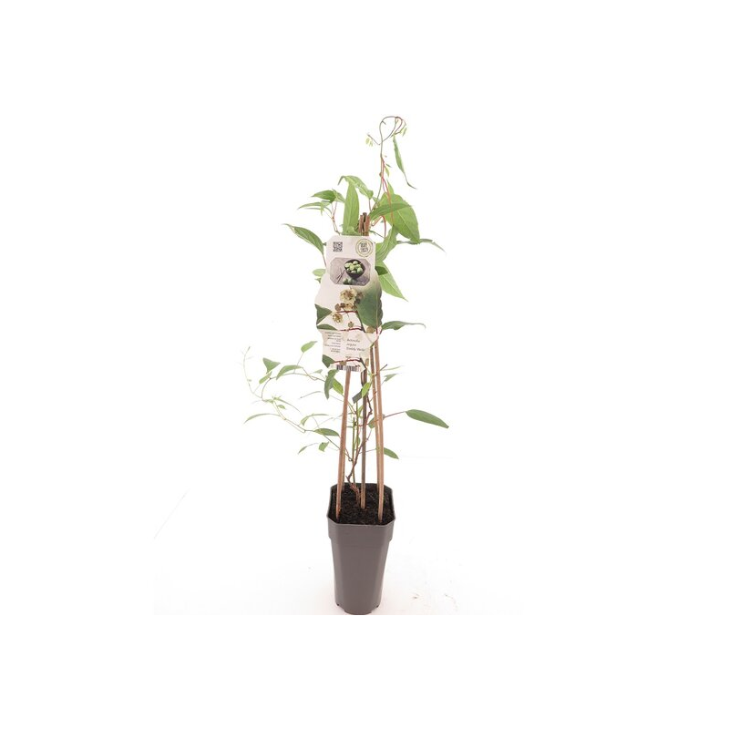 Actinidia arguta Daddy Weiki - pot 2 ltr