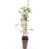 Actinidia arguta Daddy Weiki - pot 2 ltr