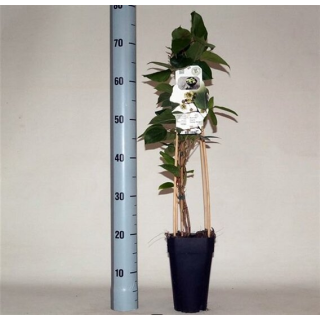 Actinidia arguta Daddy Weiki - pot 2 ltr