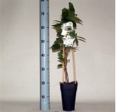 Actinidia arguta Daddy Weiki - pot 2 ltr