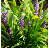 Liriope muscari Moneymaker - hauteur totale 30-40 cm - pot 2 ltr