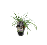 Liriope muscari Moneymaker - hauteur totale 30-40 cm - pot 2 ltr