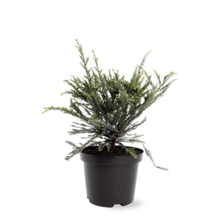 Sequoia sempervirens Adpressa 3 ltr