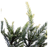 Sequoia sempervirens Adpressa 3 ltr