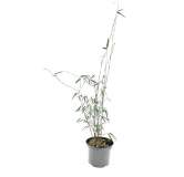 Fargesia jiuzhaigou - hauteur totale 70-90 cm - pot 2 ltr