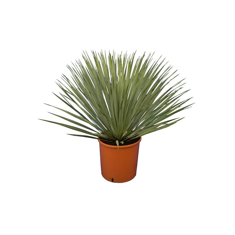 Yucca rostrata - hauteur totale 50-70 cm - pot 26 cm