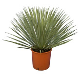 Yucca rostrata - hauteur totale 50-70 cm - pot 26 cm